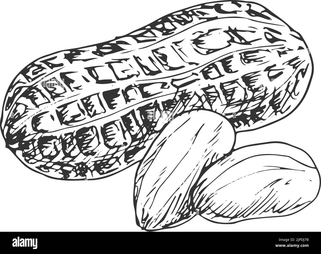 Peanut isolated groundnut in shell monochrome sketch. Vector shelled