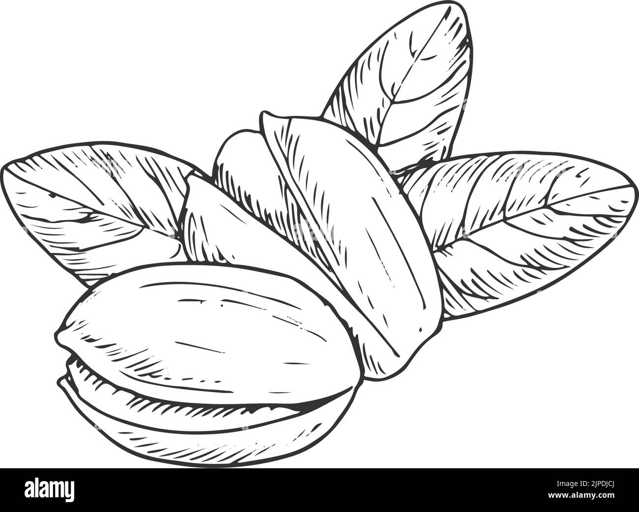 Pistachio nuts fruits with leaves isolated sketch. Vector monochrome