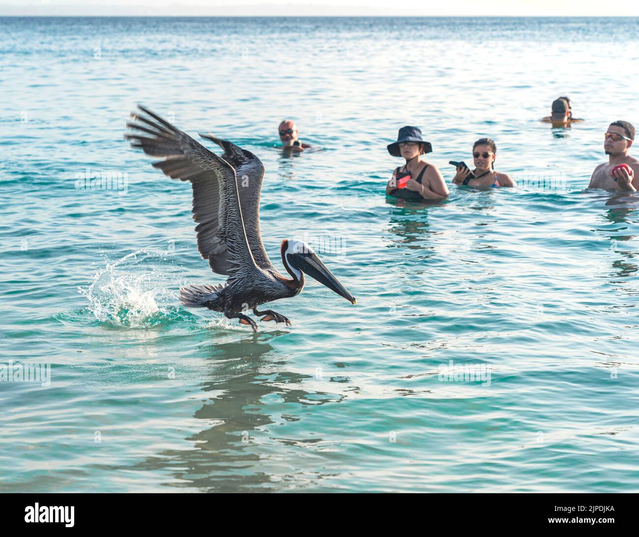 Aguadilla, Puerto Rico - August 27, 2021: A Crowd of Swimmers are Shocked to See a Wild Pelican Fly Near Them in Puerto Rico. Stock Photo