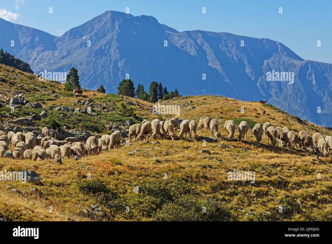 A large flock of sheep roams the mountain pastures Stock Photo - Alamy