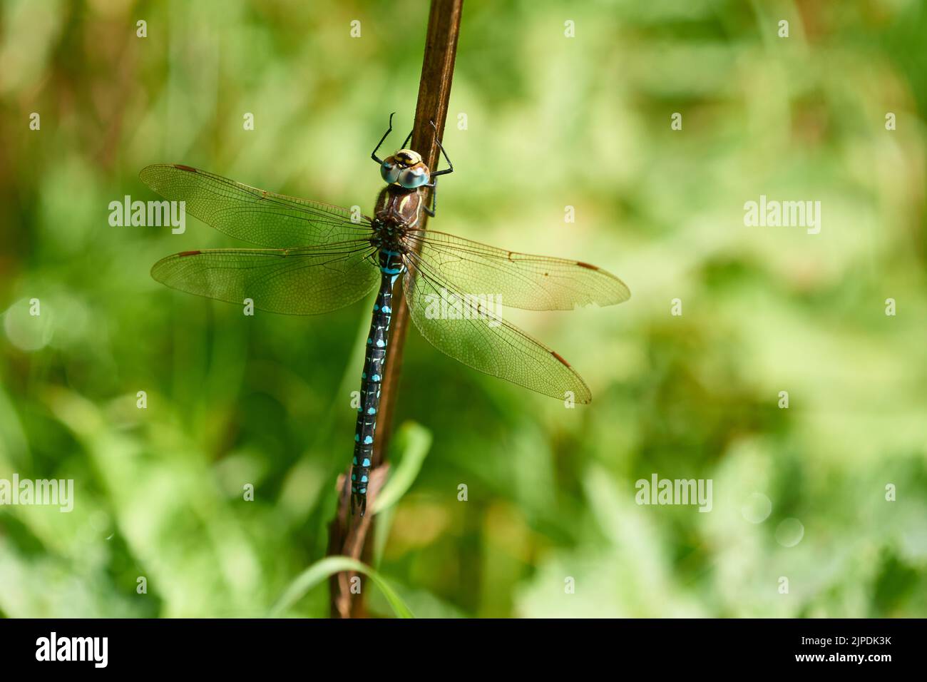 common hawker, aeshna juncea Stock Photo Alamy