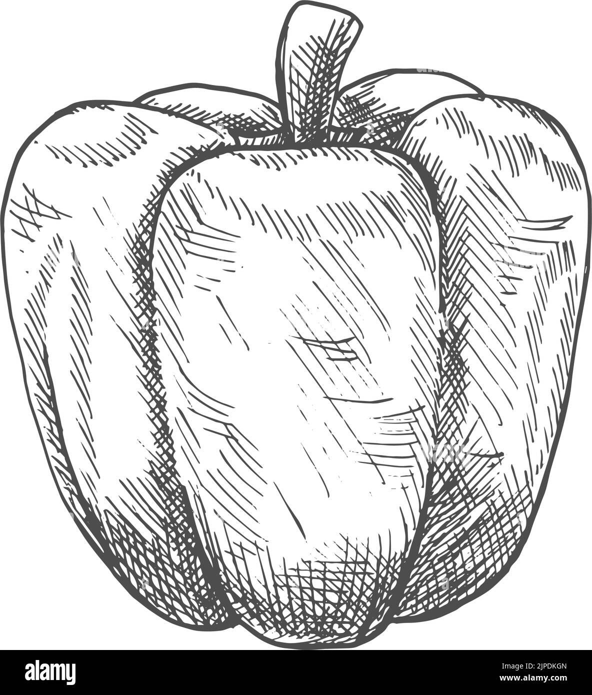 Bell or sweet pepper capsicum vector isolated sketch. Bulgarian bell