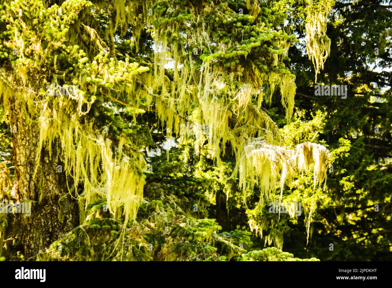 Tree branches with affected by wild tree disease in summer outdoors in ...