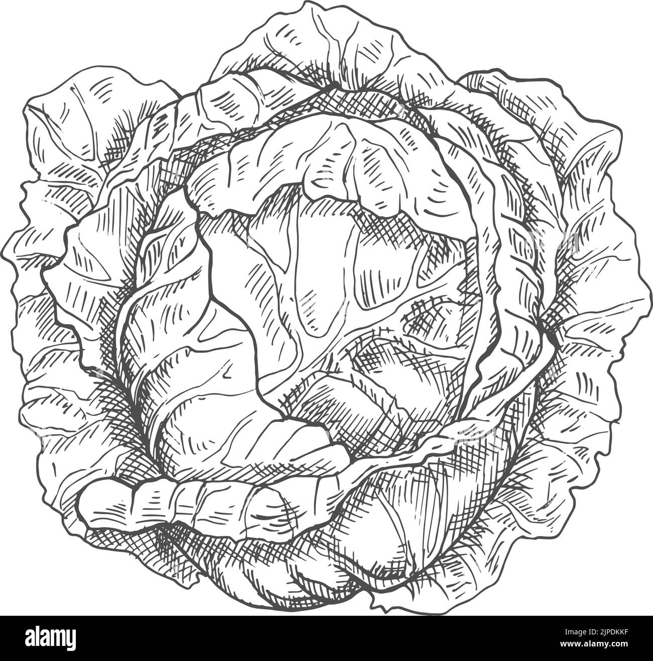 Cabbage head isolated monochrome sketch. Vector vegetable, healthy