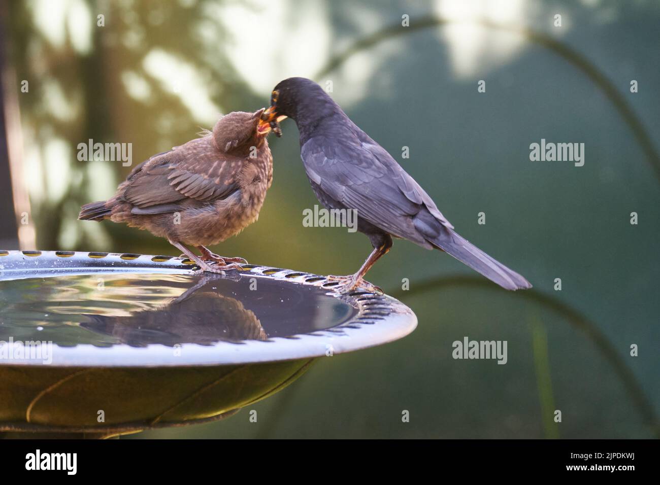 feeding, blackbird, young bird, feed, feedings, blackbirds, young birds