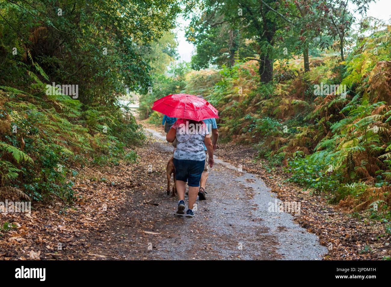 Moyles Court, Ringwood, New Forest, Hampshire, UK, 17th August 2022