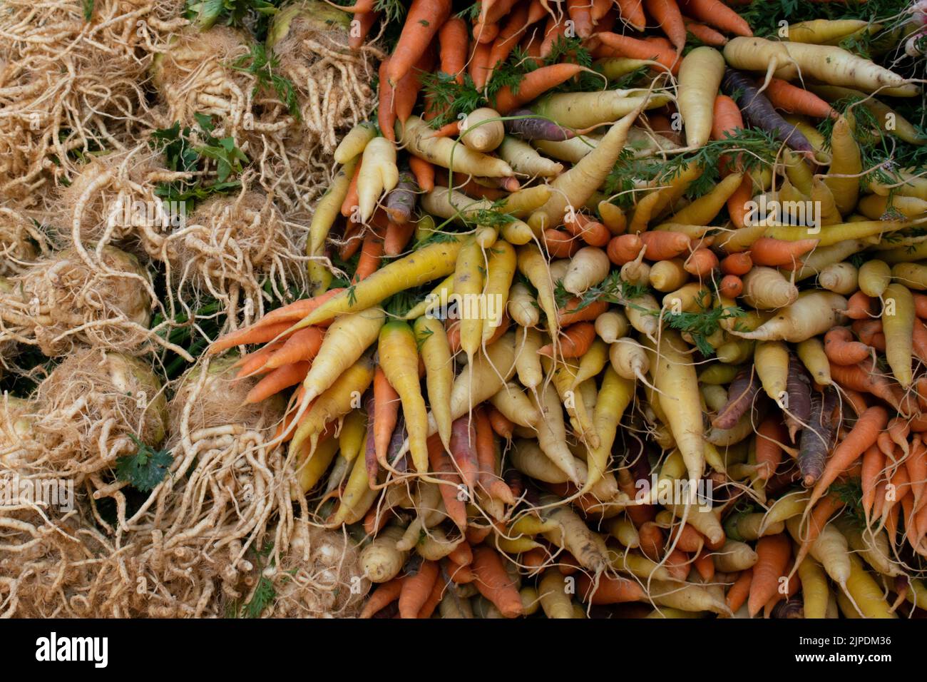 A pile of carrots and celeriac in a food market - fresh produce Stock Photo