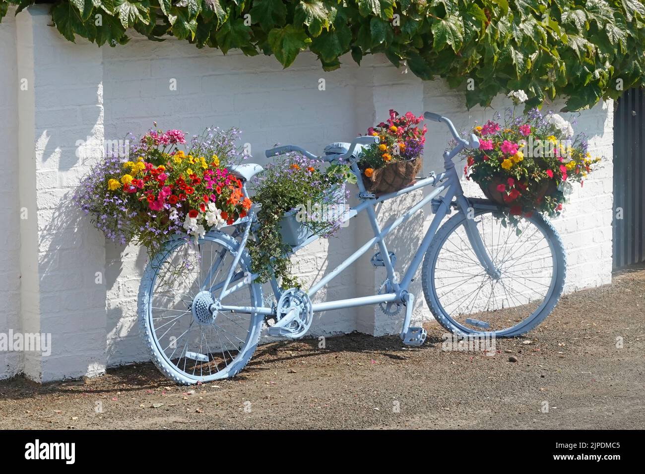 Blue Tandem Bicycle built for two holds flower baskets filled with colourful summer flowering bedding plants leans on pavement cottage wall Norfolk UK Stock Photo