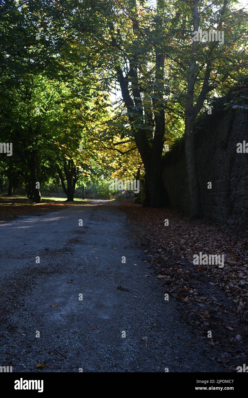 Trees in kilkenny castle park hi-res stock photography and images - Alamy