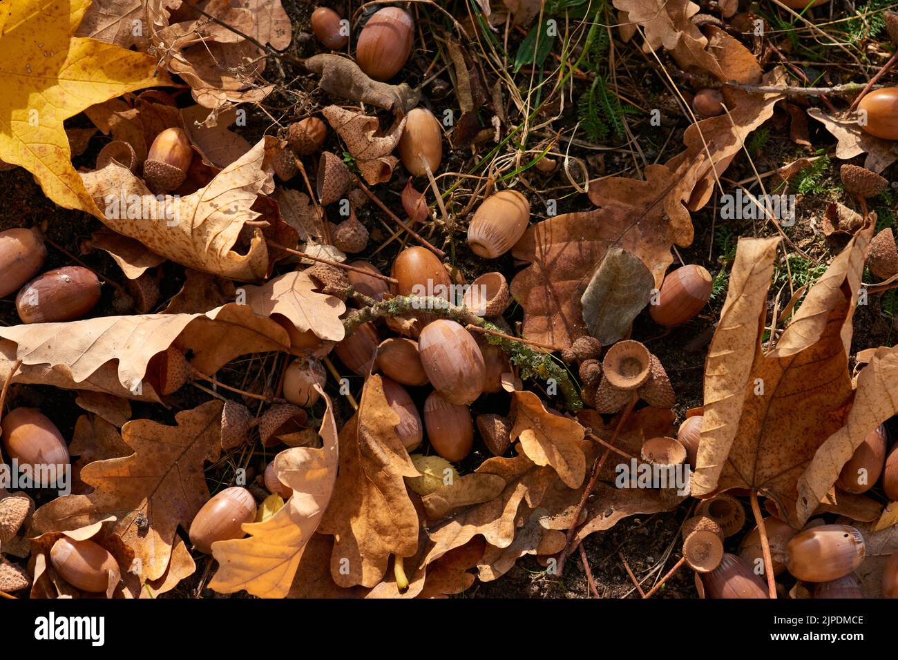 autumn leaves, forest, acorn, leaf, forests, wood, woodland, woods