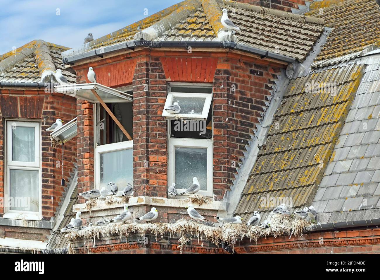 Close up of neglected roof level bay window coastal property contaminated by seagulls roosting on gutters & window ledges Lowestoft Suffolk England UK Stock Photo