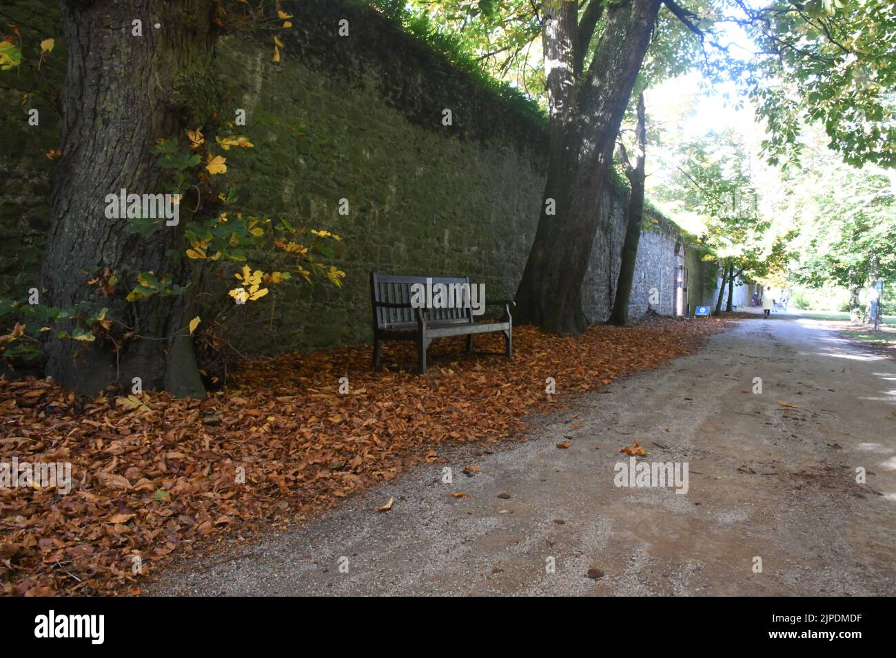 Trees in kilkenny castle park hi-res stock photography and images - Alamy