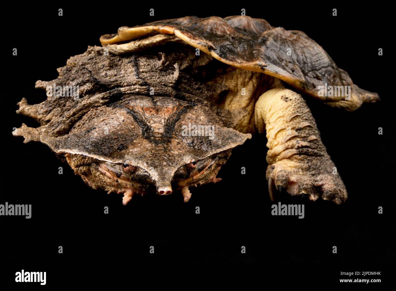 Matamata (Chelus fimbriatus) Stock Photo