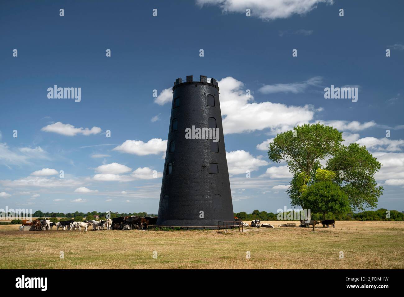 Disused windmill flanked by tree and cattle and surrounded by dry grass on the Westwood parkland during extreme heatwave in Beverley, Yorkshire, UK. Stock Photo