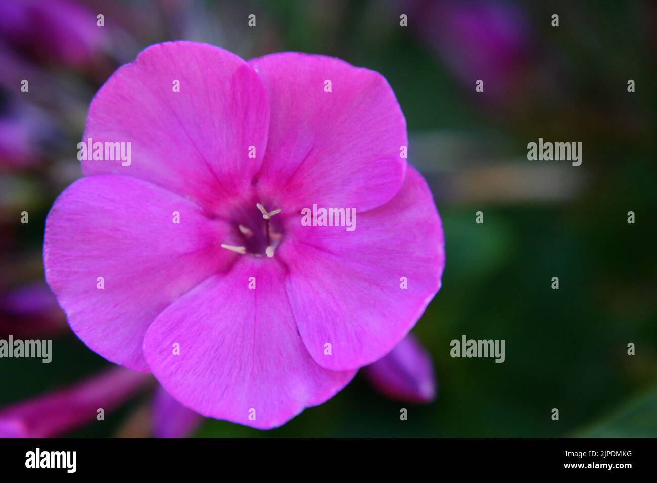 Bright pink fall phlox or garden phlox or perennial phlox  (Phlox paniculata) flower close up Stock Photo