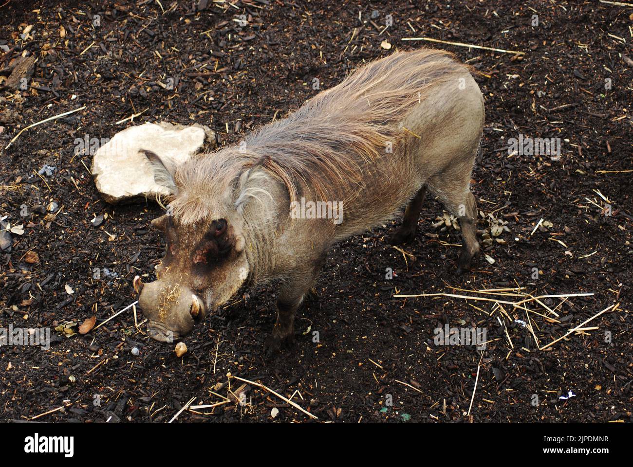 Common warthog, or warthog (Phacochoerus africanus), pigs who live in open and semi-open habitats, even in quite arid regions, in sub-Saharan Africa. Stock Photo