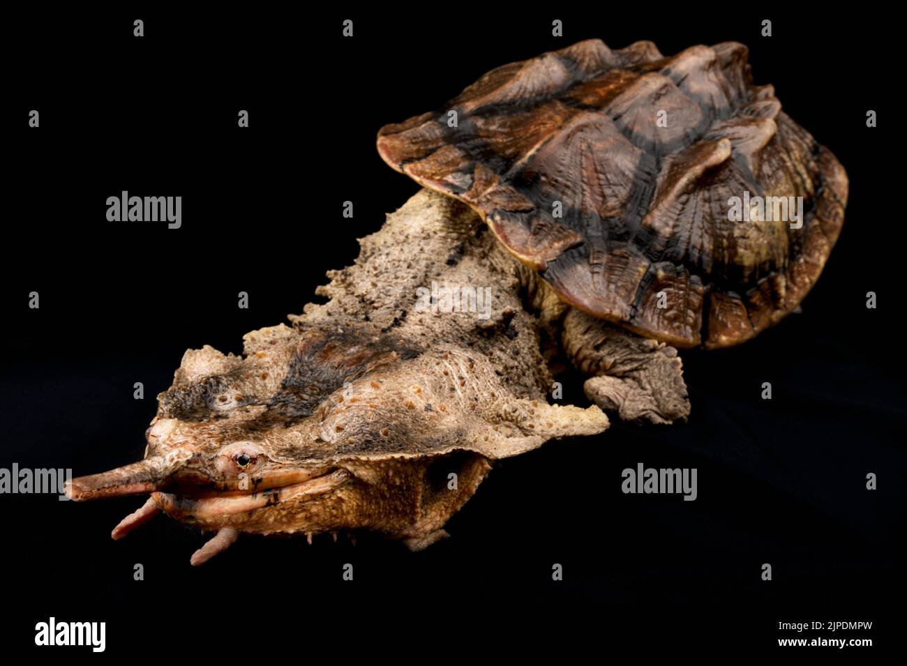 Matamata (Chelus fimbriatus) Stock Photo