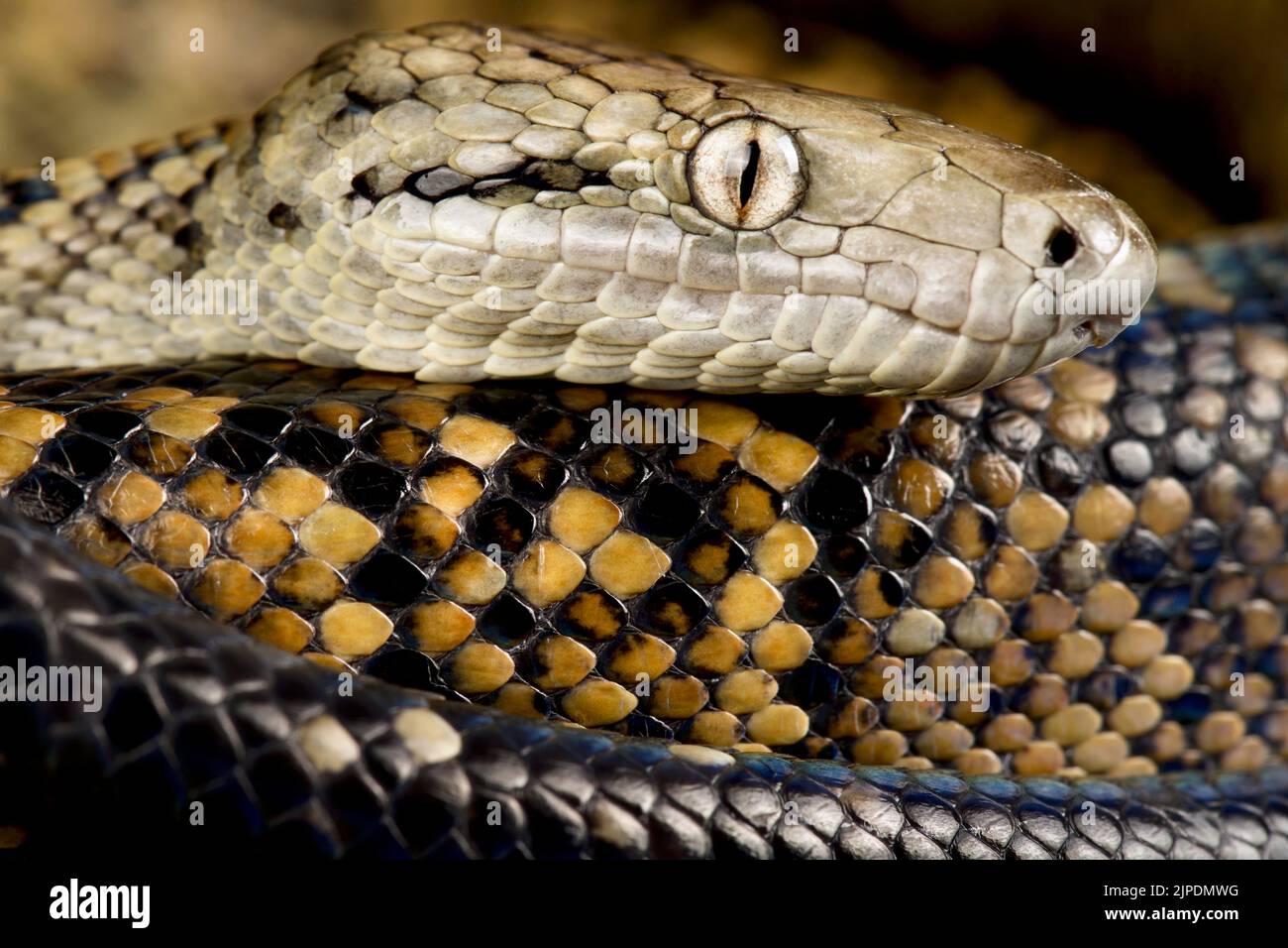 Jamaican Boa (Chilabothrus subflavus) Stock Photo