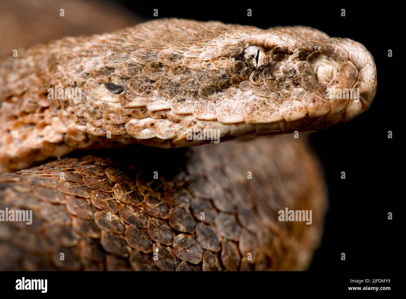 Milos viper (Macrovipera schweizeri) Stock Photo