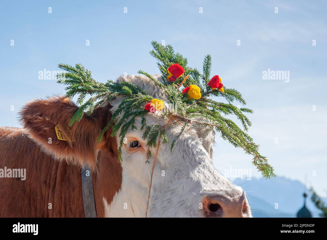 cow, headgear, almabtrieb, schaberbandl, stoisseralm, cows, headgears, headwear, almabtriebs