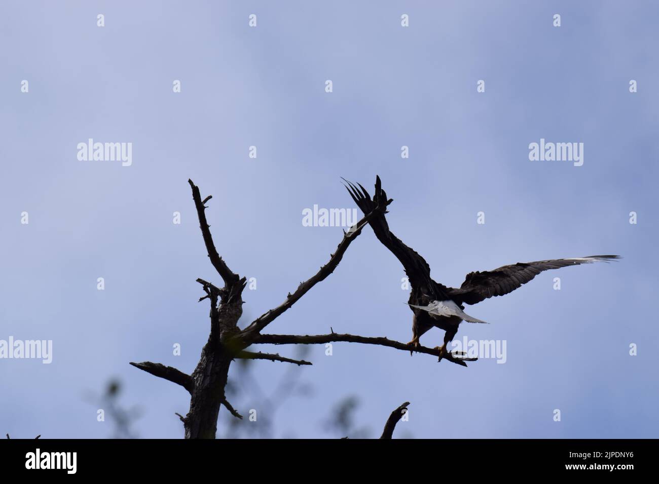 Mature bald eagle landing in treetop at Lincoln Park in West Seattle
