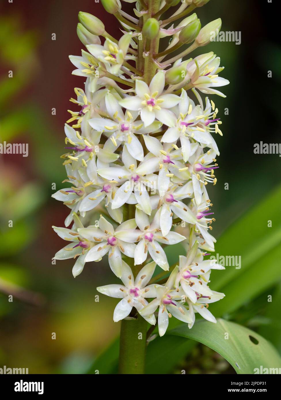 Flower spike of the exotic, half-hardy, late summer flowering bulb, Eucomis 'Frank Lawley' Stock Photo