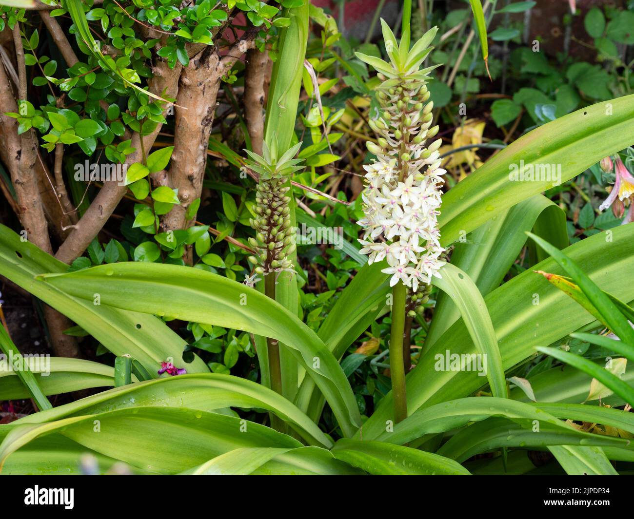 Flower spikes and foliage of the exotic, half-hardy, late summer flowering bulb, Eucomis 'Frank Lawley' Stock Photo