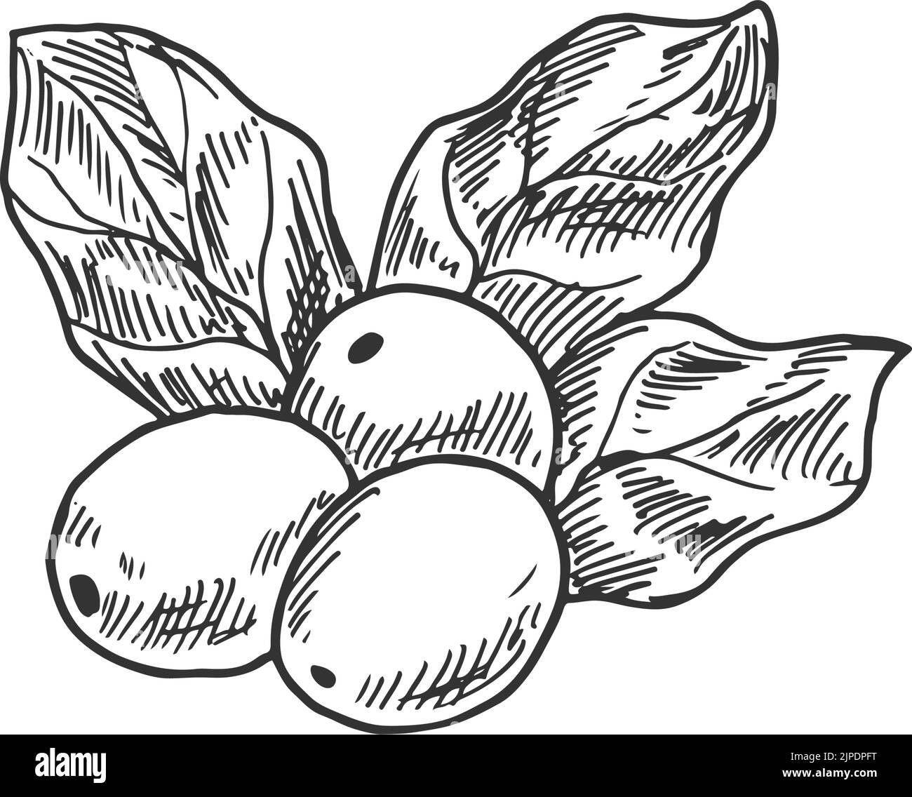 Raw coffee bean isolated arabica plant with leaves. Vector berries of