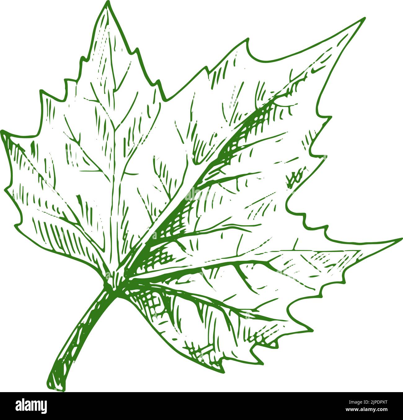 Maple Leaf Images - Free Download on Freepik