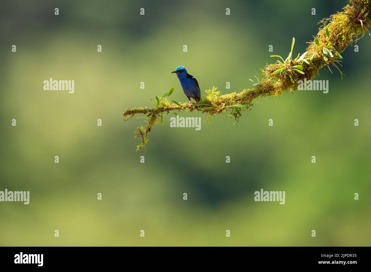 A red legged honeycreeper perched on a branch , Savegre , Costa Rica Stock Photo