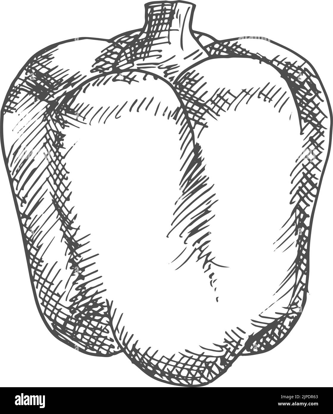 Bell Or Sweet Pepper Capsicum Vector Isolated Sketch Bulgarian Bell 