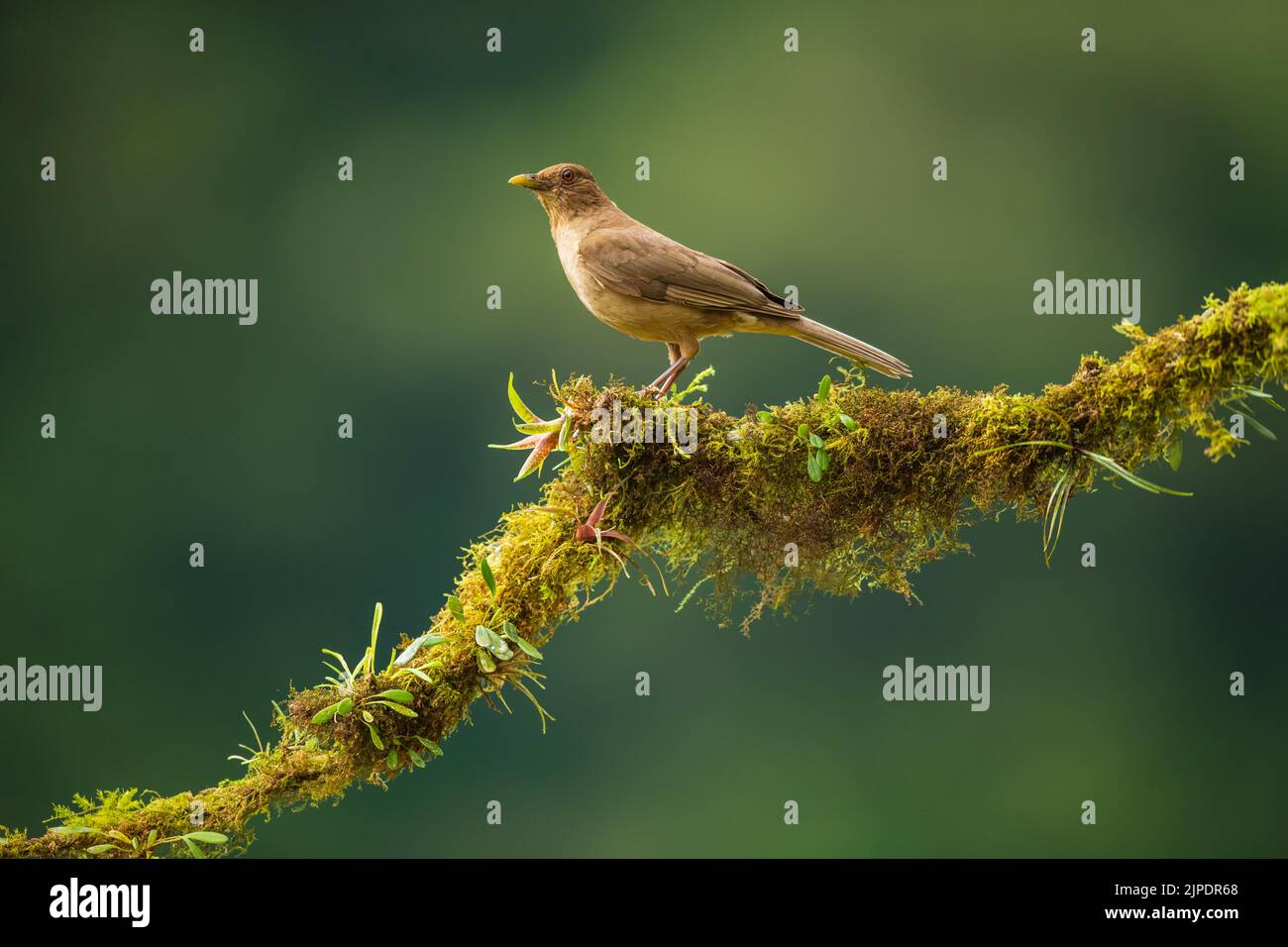 A clay coloured thrush perched on a branch , Costa Rica Stock Photo
