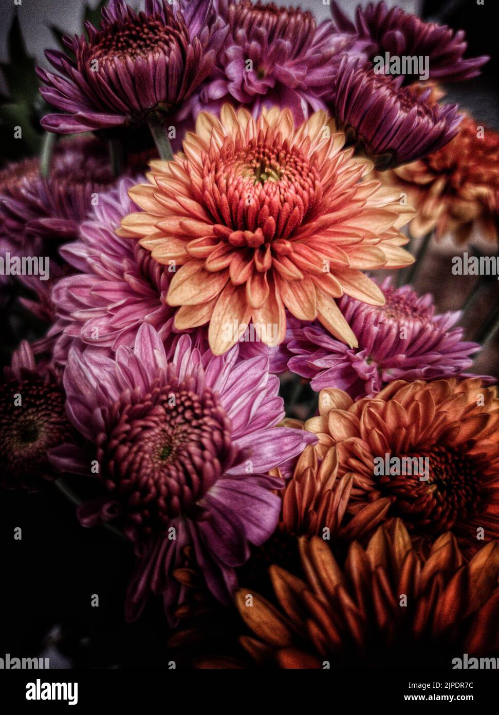 A closeup of colorful Chrysanthemum grandiflorum flowers Stock Photo