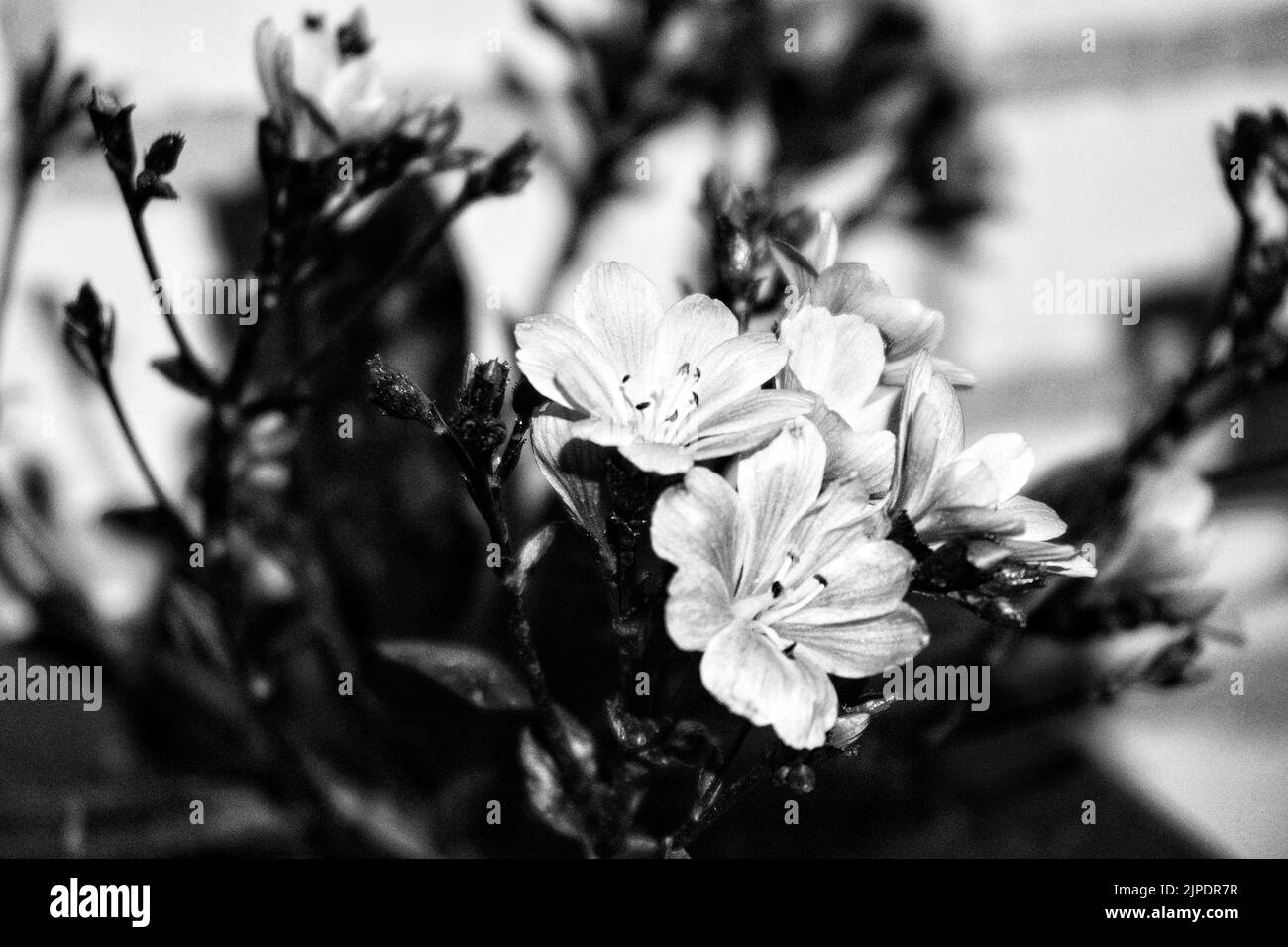 A grayscale of Lewisia cotyledon (Siskiyou Lewisia) flowers , closeup shot Stock Photo