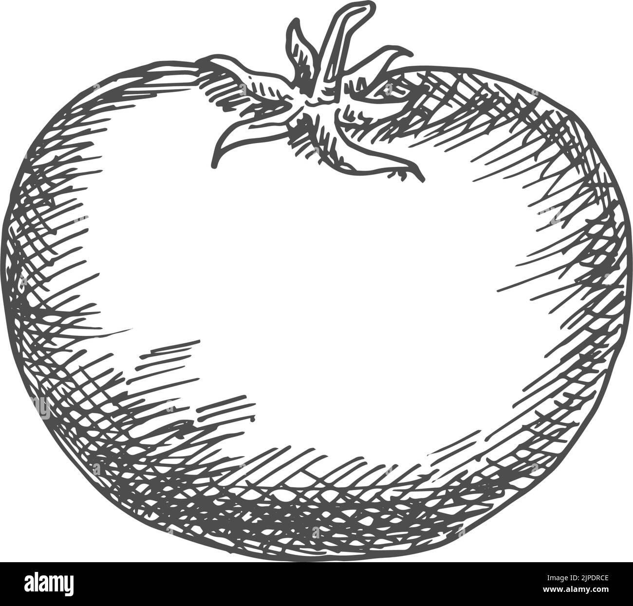 Tomato isolated sketch icon. Vector berry vegetable, tomato Stock ...
