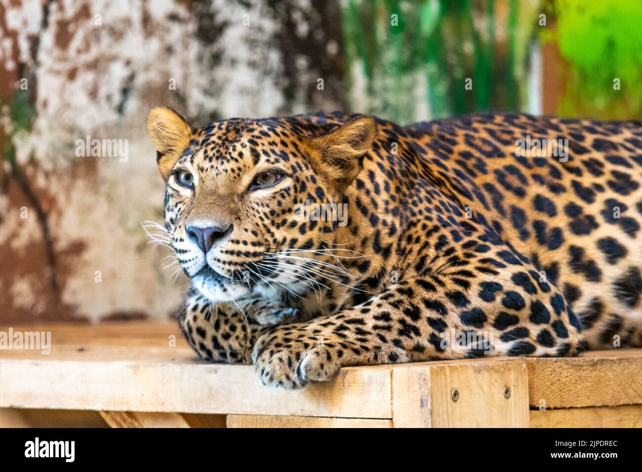 Leopard (latin name Panthera pardus kotiya) is resting on the wooden desk. Carnivorous predator, naturally living in Sri Lanka. Detail of beautiful an Stock Photo