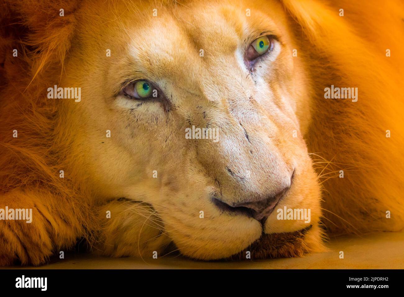 The lion (latin name Panthera leo krugeri) is resting on the wooden desk. Detail of animal head with beautiful eyes. Lion is naturally living in south Stock Photo