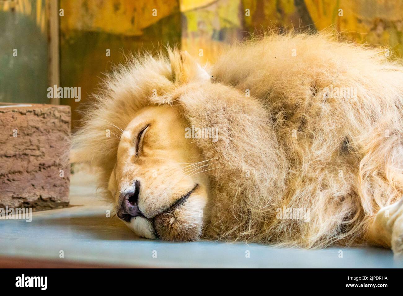 The lion (latin name Panthera leo krugeri) is resting on the wooden desk. Detail of animal head with beautiful eyes. Lion is naturally living in south Stock Photo