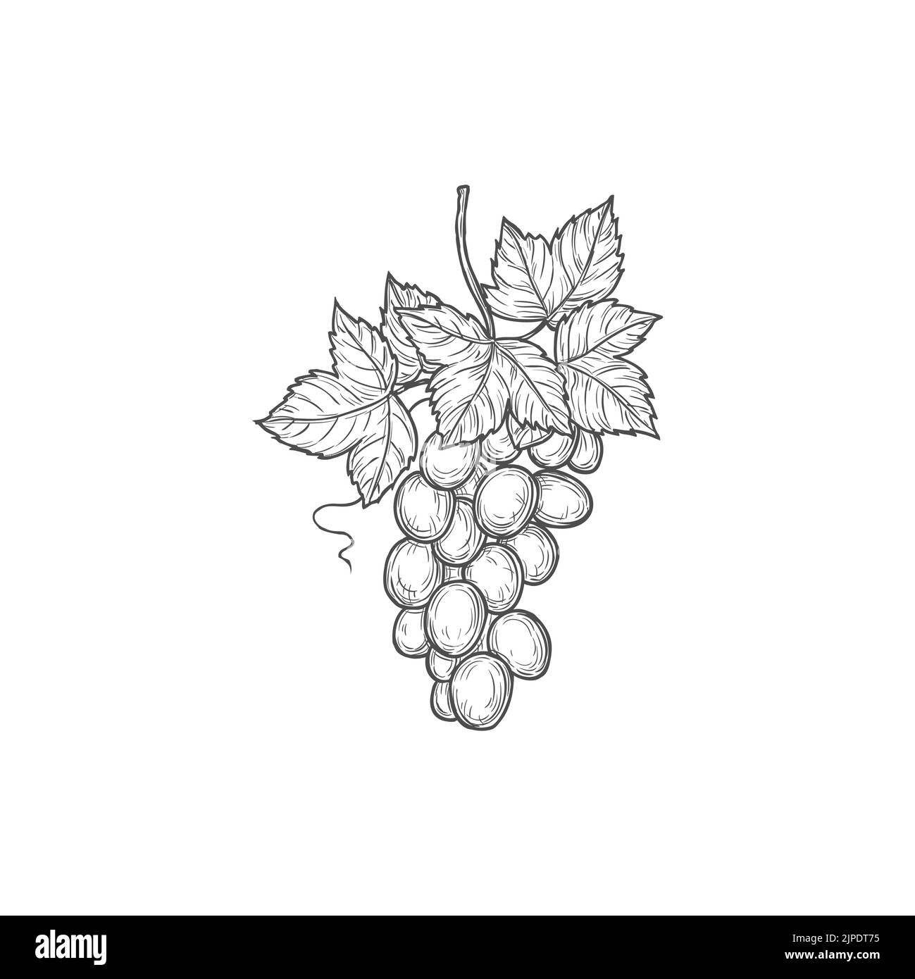 Grapes bunch isolated sketch vector icon, engraving symbol. Sweet berries monochrome emblem, sign Stock Vector