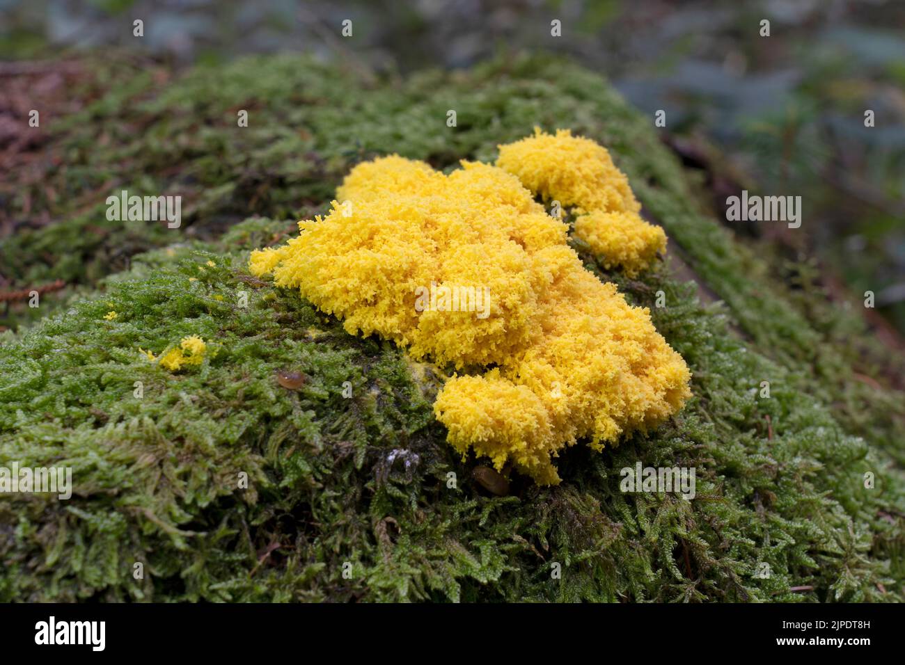 slime mold, taxon, slime molds Stock Photo