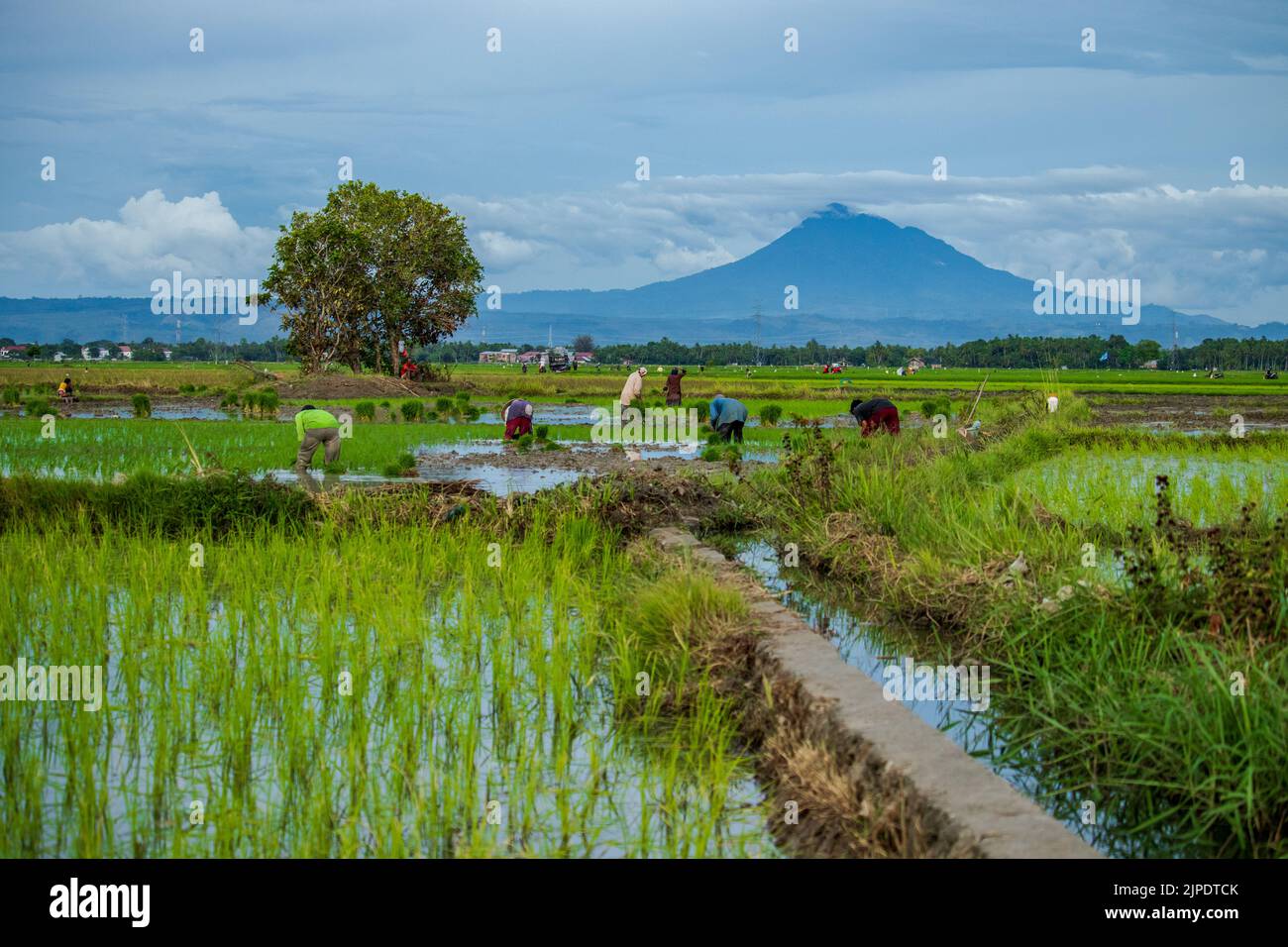 Photo of farmers planting rice Stock