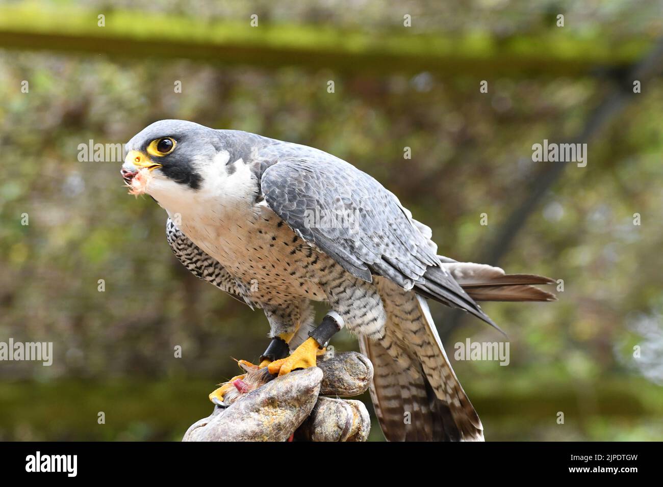 Peregrine falcon at The Cotswold Falconry Centre, Moreton in Marsh, Gloucestershire, England, UK Stock Photo