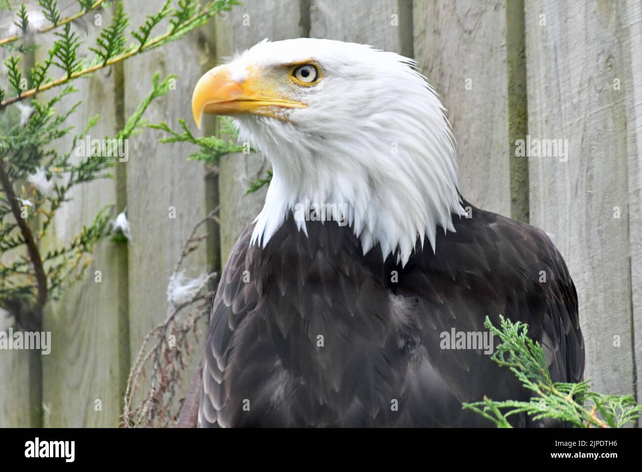 Bald eagle at The Cotswold Falconry Centre, Moreton in Marsh