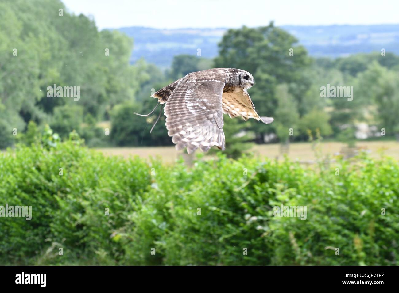 Vermiculated owl in flight at The Cotswold Falconry Centre, Moreton in Marsh, Gloucestershire, England, UK Stock Photo