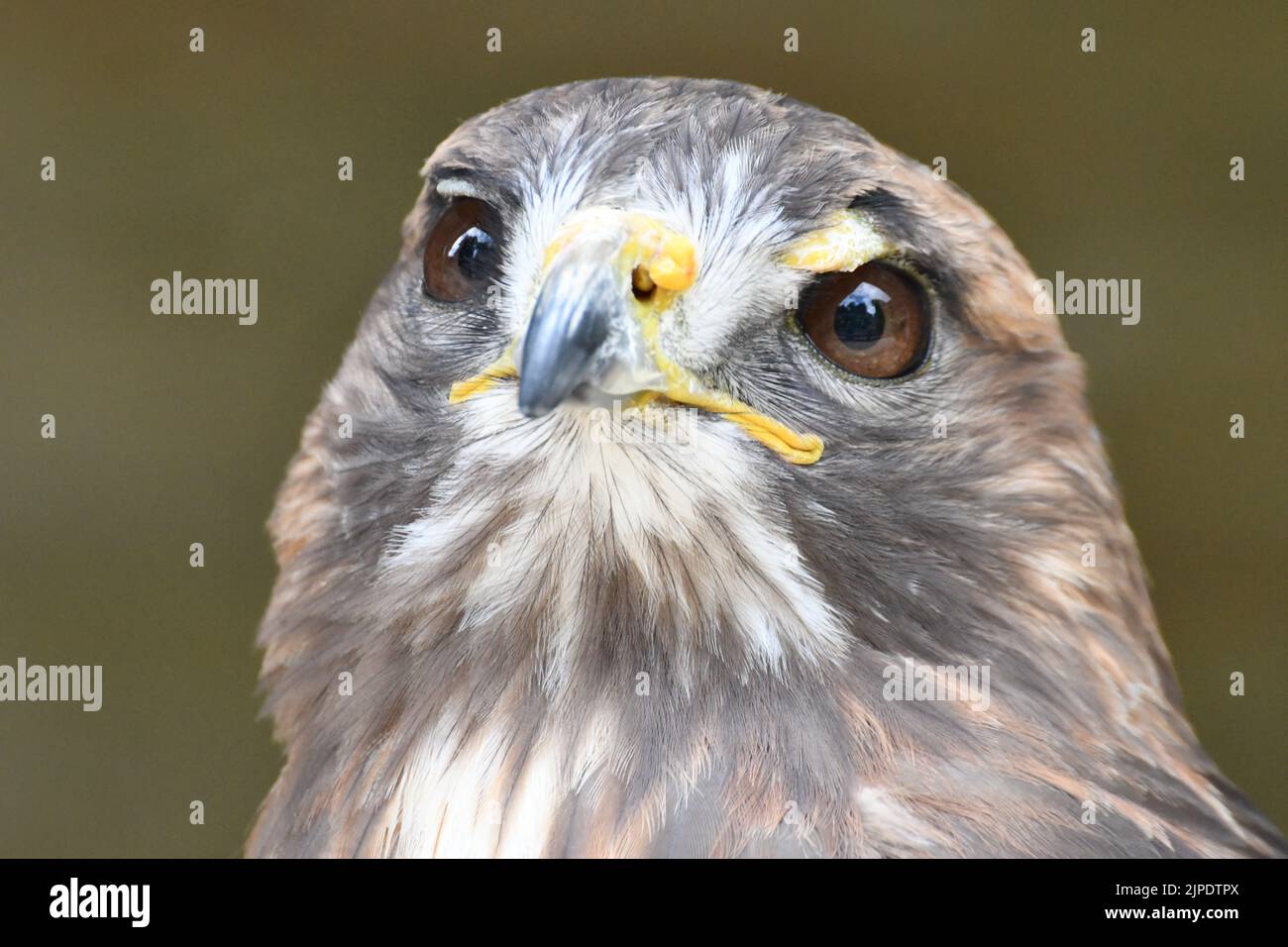 Red Tailed Hawk called Jaffer at The Cotswold Falconry Centre, Moreton in Marsh, Gloucestershire, England, UK Stock Photo
