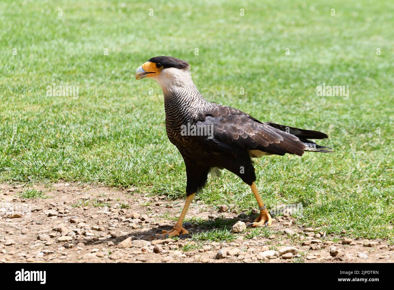 A Caracara bird at The Cotswold Falconry Centre, Moreton in Marsh, Gloucestershire, England, UK Stock Photo