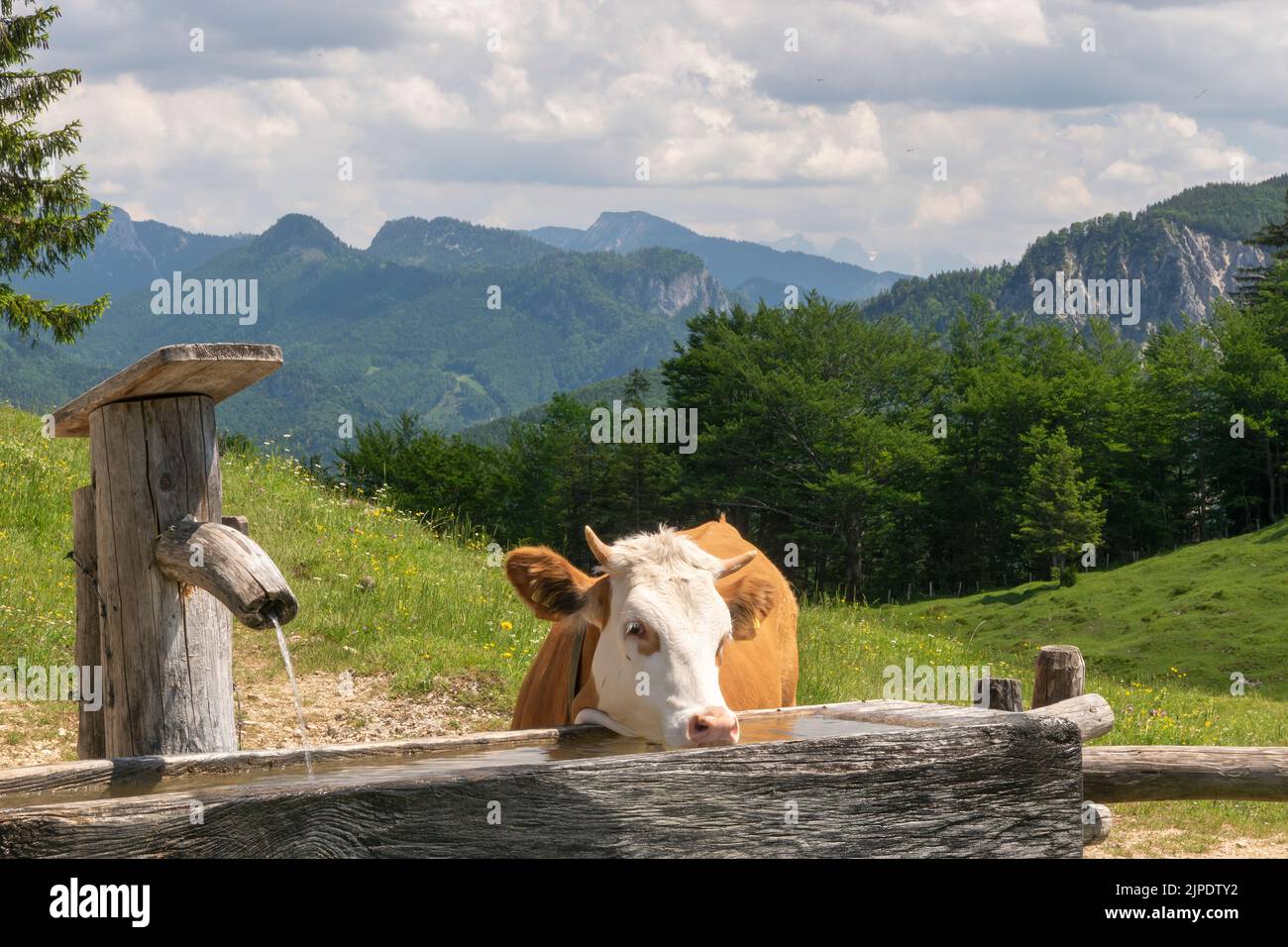 drinking, cow, fountain, oberauerbrunst alm, to drink, cows, fountains Stock Photo Alamy