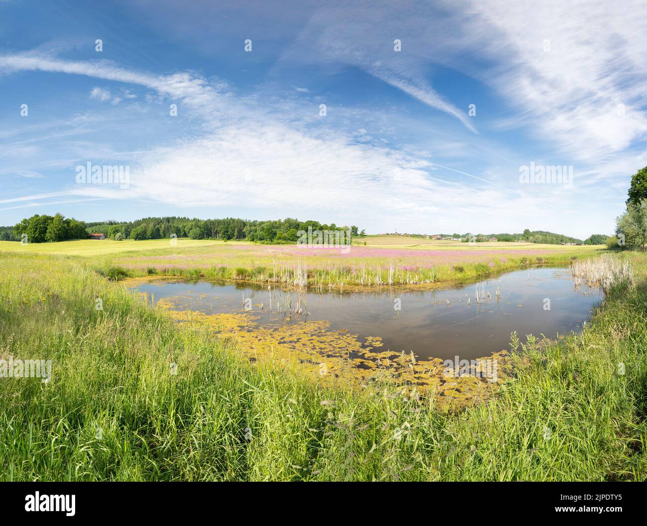 Spring landscape forest pond hi-res stock photography and images - Alamy
