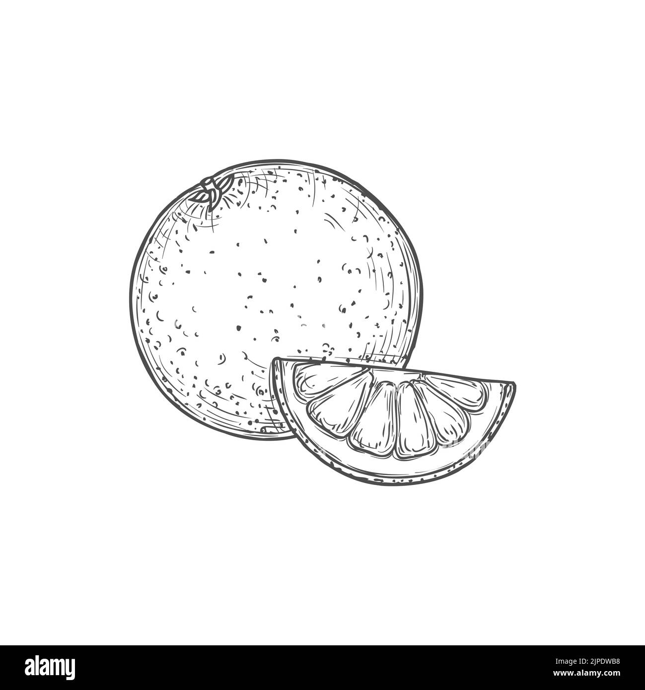 Orange sketch vector icon, isolated monochrome engraved sign of