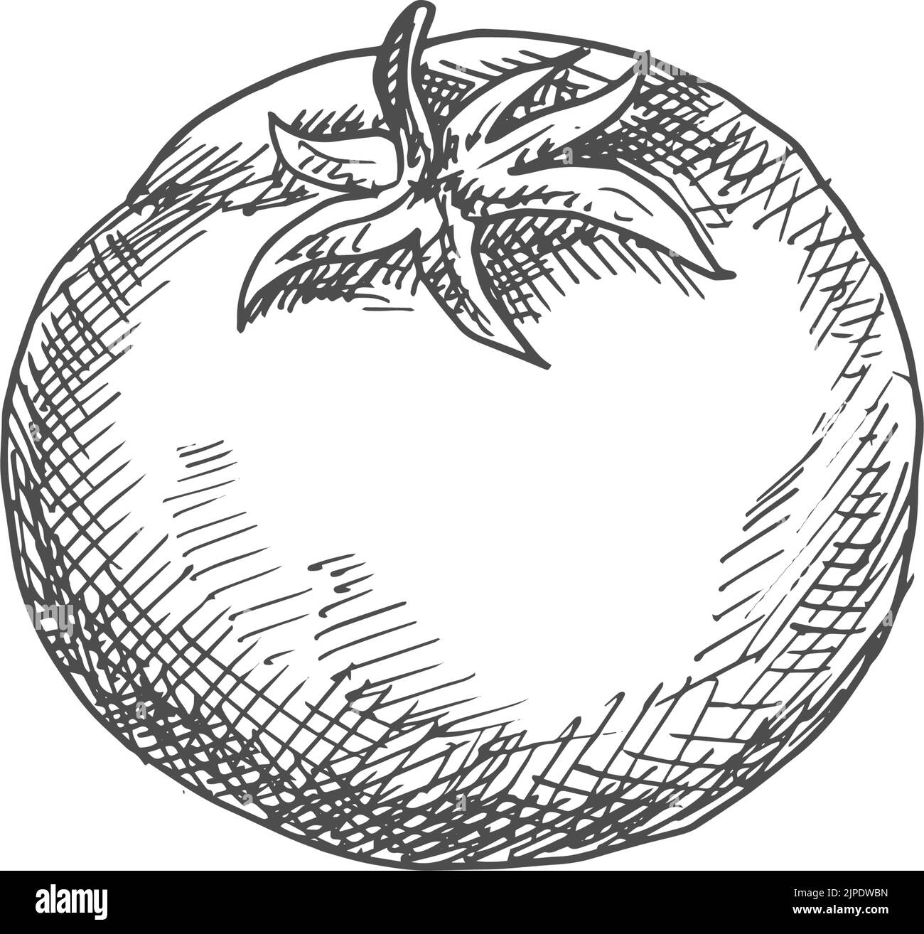 Tomato isolated sketch icon. Vector berry vegetable, cherry tomato with ...